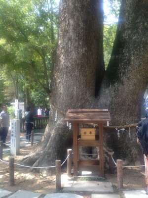 伊弉諾神宮のご神木