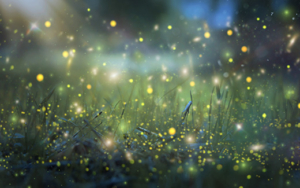 仁華(ジンカ) 先生